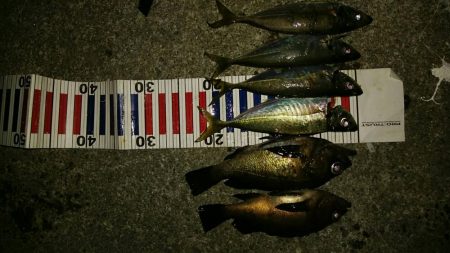 メバル混じりの遠投アジング